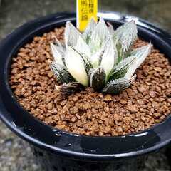 ハオルチア　ベヌスタ　白馬伝