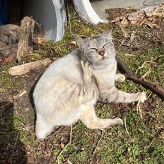 可愛い子です！！里親募集中です。の画像