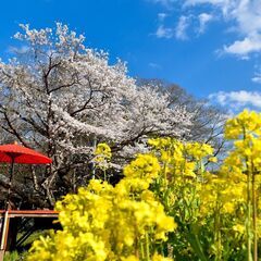 満開の桜並木を貸切花見！お米豆腐ピザ食べ放題と風鈴コンサート