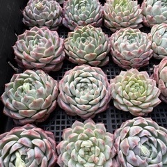 多肉植物 各種販売中！ 新苗入荷しました！