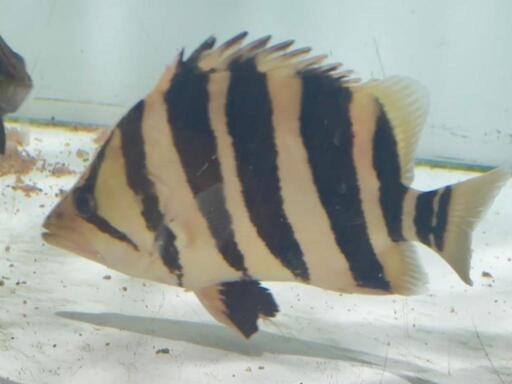 ダトニオ カプアスタイガー約25cm！