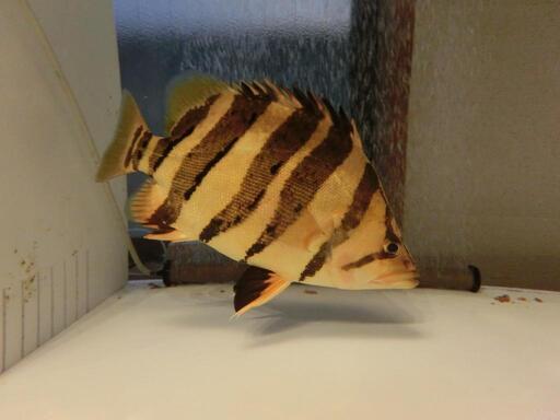 ダトニオ カプアスタイガー約32cm！