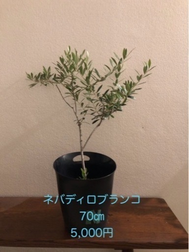 オリーブの木　ネバディロブランコ　生活雑貨 家庭用品 ガーデニング