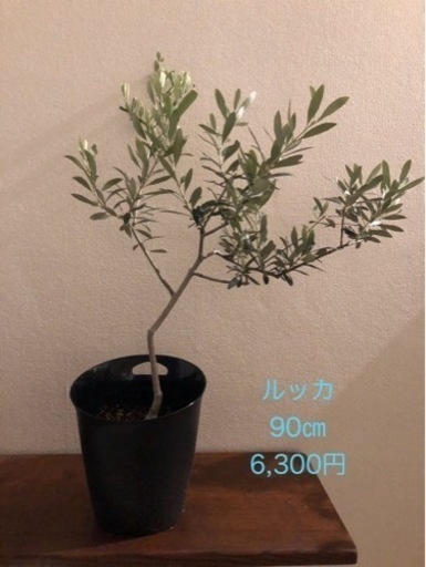 オリーブの木　ルッカ　生活雑貨 家庭用品 ガーデニング