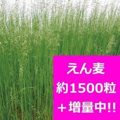 ★緑肥★約1500粒+増量中★えん麦★エンバク★ネグサレタイジ★種★