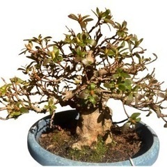 【みかりんさま専用】皐月盆栽「玉蓮」 みかりんさま専用】皐月盆栽「玉蓮」 皐月（光琳）約60年 | 雨竹亭