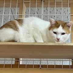 急募‼️保護猫里親募集中‼️ − 長崎県