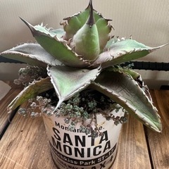 アガベ🌵アガベチタノタ🌵多肉植物