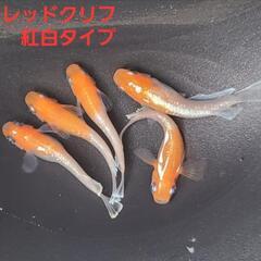 決まりました。【改良メダカ】🐠レッドクリフ紅白タイプ🐠2ペア+♀...