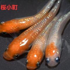 【改良メダカ】🐠桜小町メダカ🐠2P🐠現物投稿🐠超激安🐠