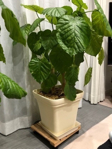 観葉植物　ウンベラータ　特大