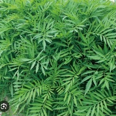 緑肥用マリーゴールド　エバーグリーン　種