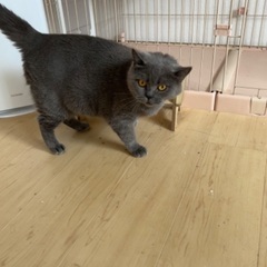 [至急]繁殖引退猫ブリティッシュショートヘアーのミコちゃん6歳メス - 所沢市