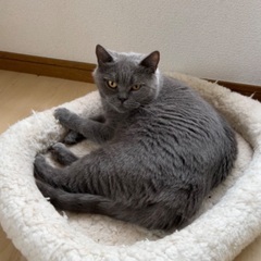 [至急]繁殖引退猫ブリティッシュショートヘアーのミコちゃん6歳メス