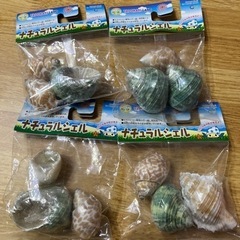 オカヤドカリ　貝殻　新品　セット　ナチュラルシェル