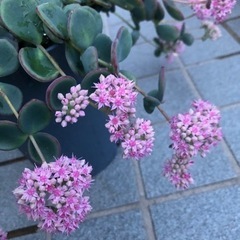 多肉植物・ミセバヤ