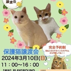 【八千代台】保護猫譲渡会