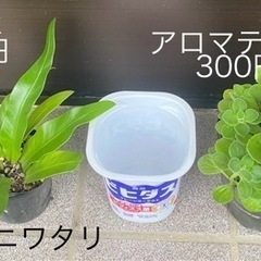 植物②