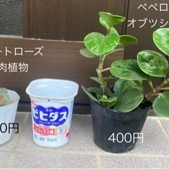 生活雑貨 家庭用品 ガーデニング