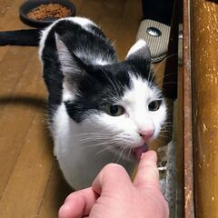 【飼い主さんが施設入所】残された７頭の猫②【白黒】