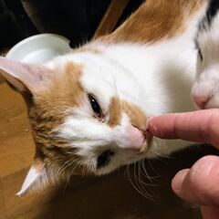 【飼い主さんが施設入所】残された７頭の猫③【茶白A】