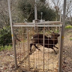 鹿肉　猪肉　ジャーキー　犬の餌　