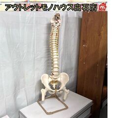 人体模型 脊椎骨盤模型 骨格模型 背骨 股関節 脊髄 スタンド付...