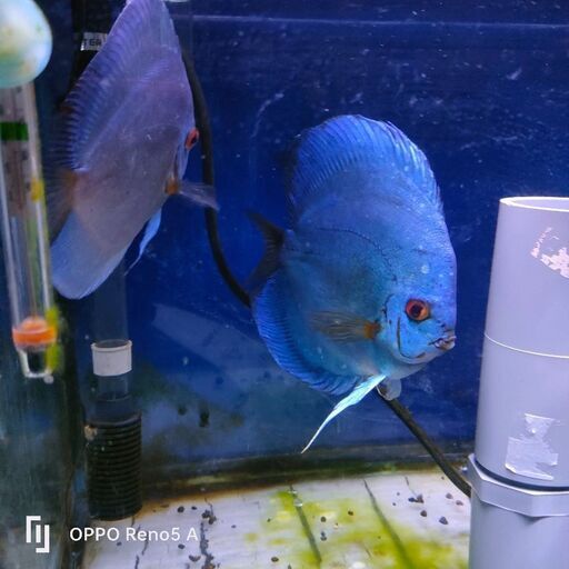 ブルーダイヤディスカスペア決まりました。