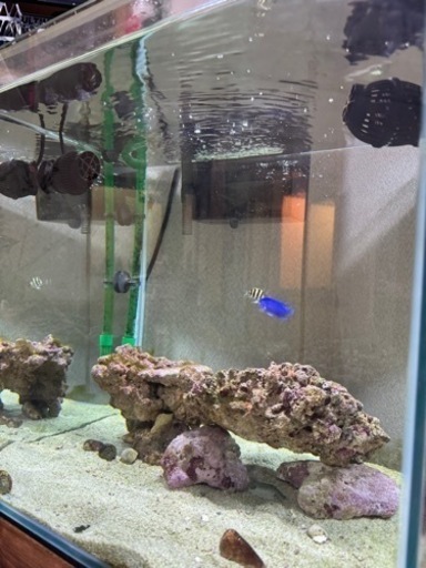 海水魚水槽