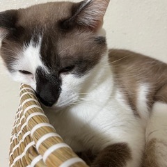 鼻が特徴のオス猫 去勢済み 7歳 − 沖縄県