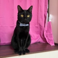 黒猫さん♡ひろしくんの画像