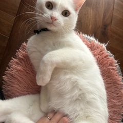 白猫　2歳　オス - 猫