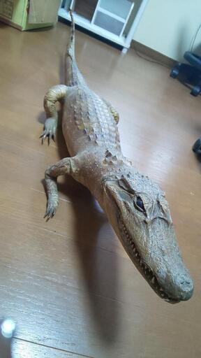 ワニ 剥製