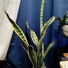サンスベリア　大きいサイズをお探しの方はこちら　観葉植物　ガーデ...