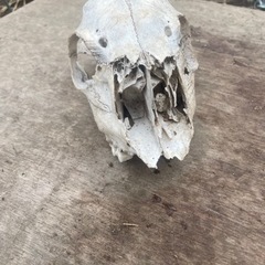 雌鹿 頭蓋骨 標本