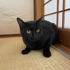 美しい毛並みと目が印象的な黒猫２匹ちゃん。