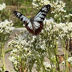 あさぎまだらの乱舞が見たい🦋