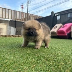 【総額15万円】ポメラニアンの男の子🌼