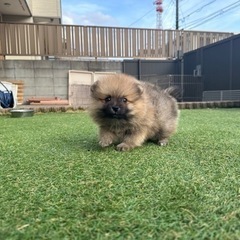 【飼い主様決まりました】ポメラニアンの男の子🌼 - ペット