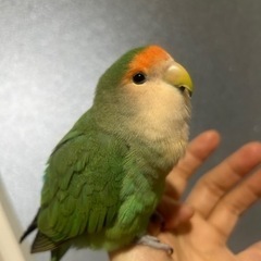 迷い鳥　コザクラインコ　緑色