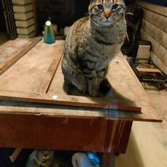 地域猫用に不要になったキャットフードを譲っていただけないで…