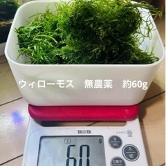 😊お値下げしました😊ウィローモス　無農薬　約60g