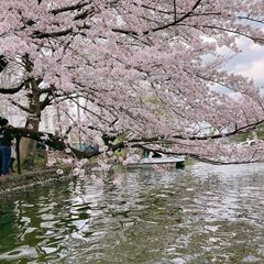 【60歳以上女性の必見】あなたと今年の桜の花の写真の撮影をお手伝...