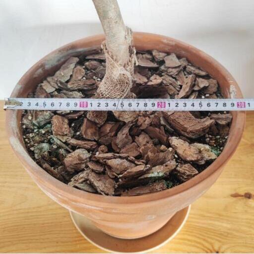 オリーブの木　大型　180cm　観葉植物　購入時3万円　都立大学駅 オリーブの木 大型 180cm 観葉植物 購入時3万円 都立大学駅