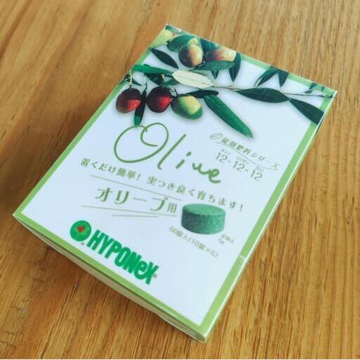 オリーブの木 大型 180cm 観葉植物 購入時3万円 都立大学駅