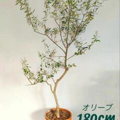 オリーブの木　大型　180cm　観葉植物　購入時3万円　都立大学駅