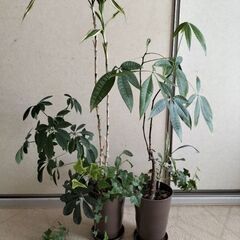 観葉植物　パキラとアイビーなど寄せ植え　差し上げます。