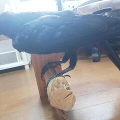 カラスの剥製 希少