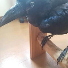 カラスの剥製 希少