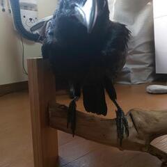 カラスの剥製 希少